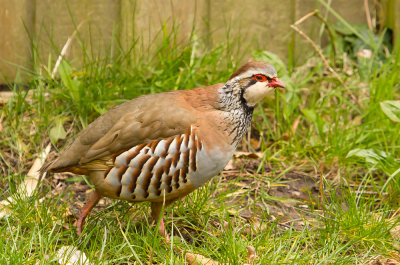 partridge