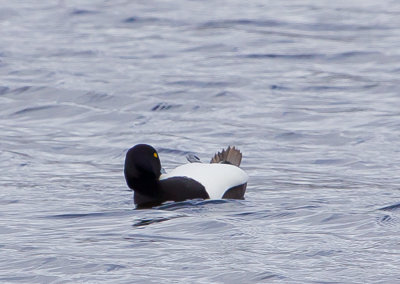 tufted_duck