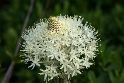 Beargrass