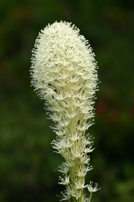 Beargrass