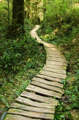 Cape Alava trail