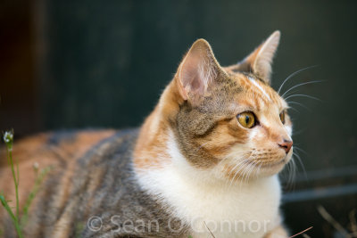 20130310-085349-9.jpg