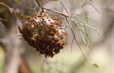 paper wasps.jpg