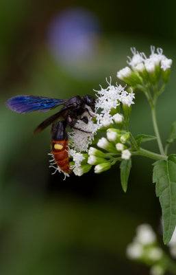 blue-wing wasp.jpg