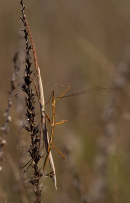 walking stick 1.jpg