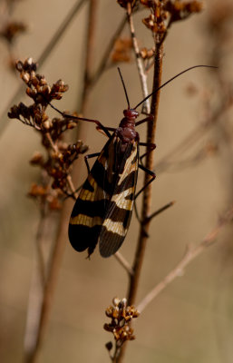 scorpionfly 2.jpg