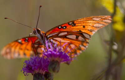 gulf fritillary.jpg