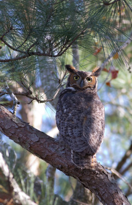 great horned owl 3.jpg