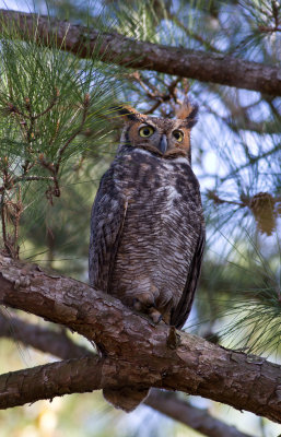 great horned owl 2.jpg