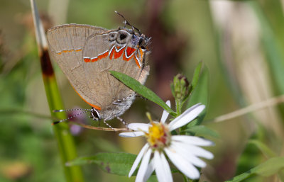 red banded  hairstreak.jpg