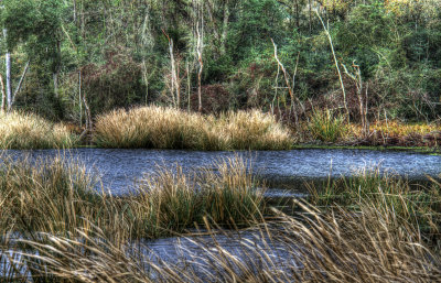 HDR Creekfield 3.jpg