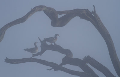 Wood Ducks in fog 2.jpg