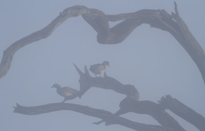 Wood Ducks in fog 1.jpg