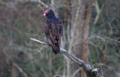 Turkey Vulture.jpg