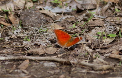 goatweed leafwing.JPG