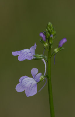 Texas Toadflax.JPG