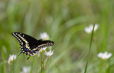 black swallowtail 1.JPG