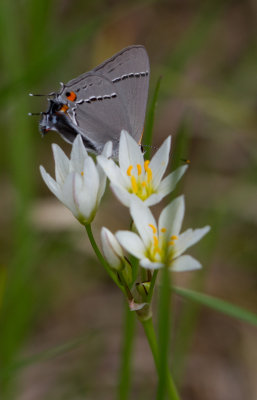 gray hairstreak.JPG