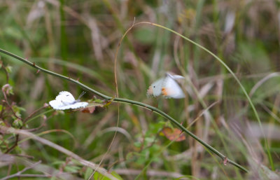 falcate orangetips.JPG