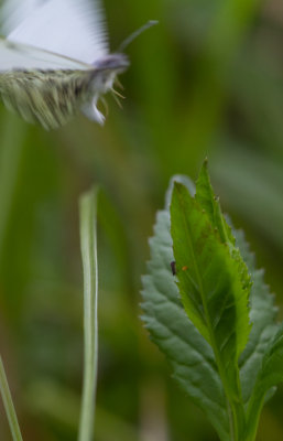 orangetip laying egg 2.JPG