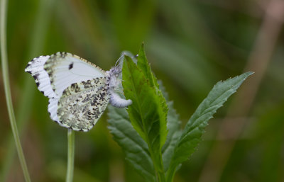 orangetip laying egg 1.JPG