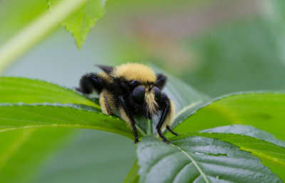 robber fly.JPG