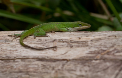 green anole.JPG