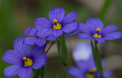 blue-eyed grass.JPG