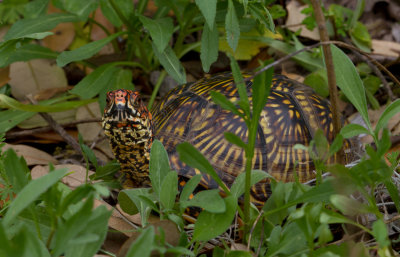 box turtle 1.JPG