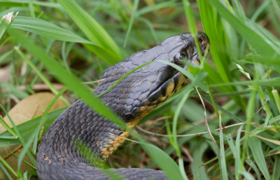 snake in the grass.JPG
