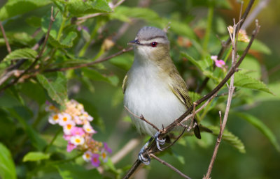 Red-eyed Vireo 3.JPG