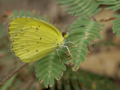 Little Yellow.jpg