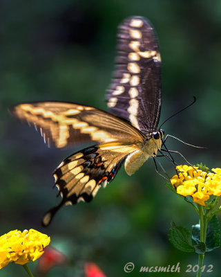 Swallowtail and Lantana