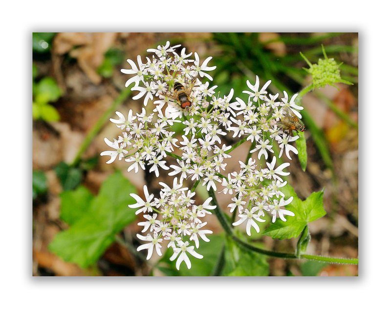 1490 Heracleum sphondylium/juranum