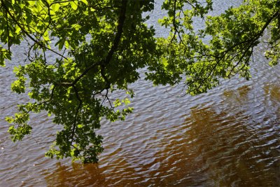 Limousin's pond