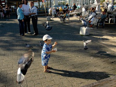 Feed The Birds