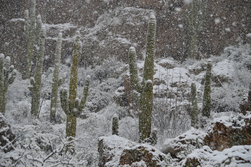 Saguaros on Magma Ridge