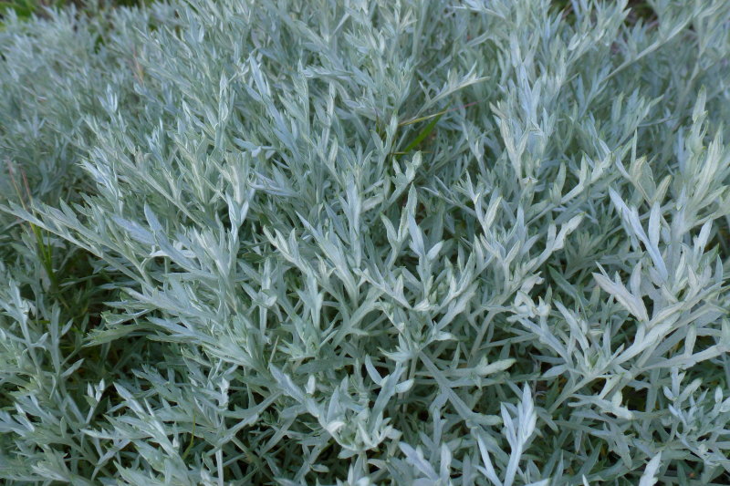 Artemesia species