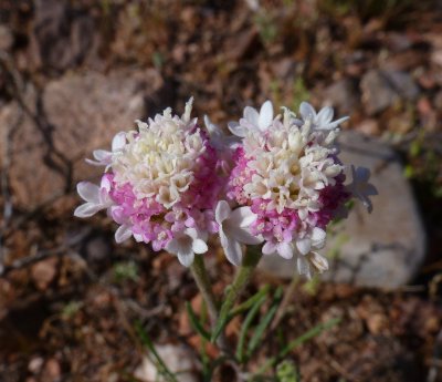 Chaenactis fremontii - Desert Pincushion