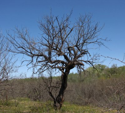 Wild looking mesquite tree at Leroy Springs. Camino Rio Road