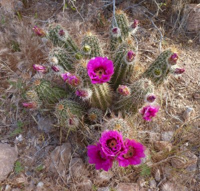 Hedgehog cactus. Tonto National Forest - FR 4