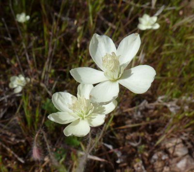 Cream Cups - Platystemon californicus. Tonto National Forest - FR 4