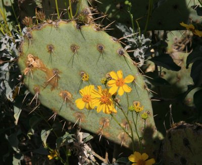 Brittlebush and Engelmann's prickly pear. Tonto National Forest - FR 4