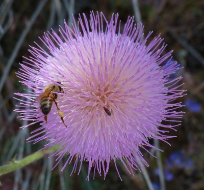 Honey bee and friend on Thistle flower. Tonto National Forest - FR 4