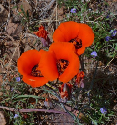 Mariposa Lily - Calochortus kennedyi. Tonto National Forest - FR 4