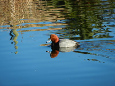 Redhead Duck at Ayer Lake
