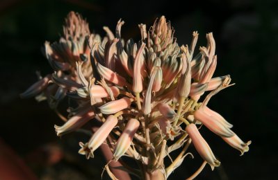 Aloe prinslooi