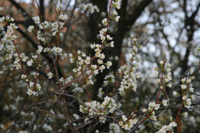 Plum Tree Flowering