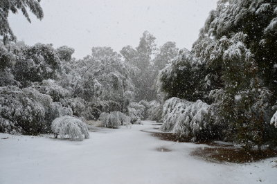 Snow at Boyce Thompson Arboretum February 20, 2013