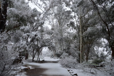 Main Trail through Eucalyptus Forest